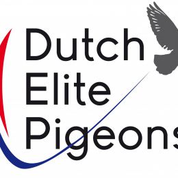 Dutch Elite Pigeons